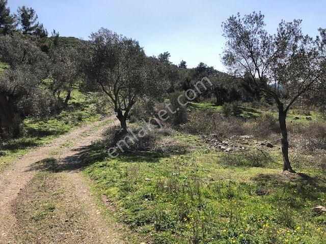 105-bakımlı Yağ Verimi Yüksek Organik Sertifikalı Zeytinlik - Görsel 3