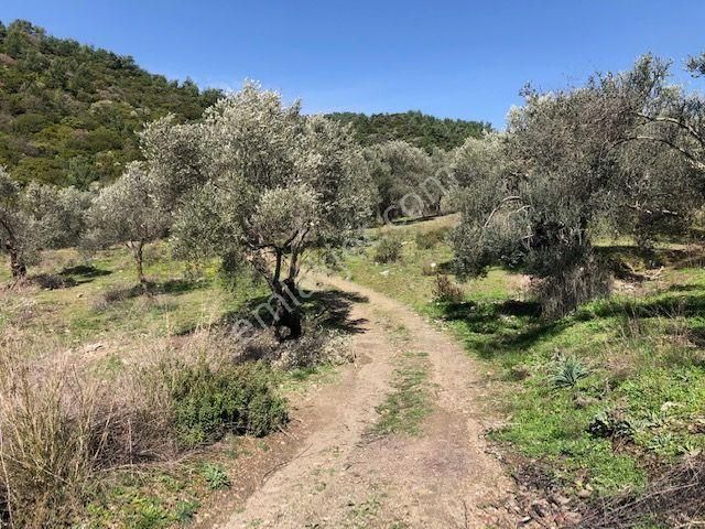 105-bakımlı Yağ Verimi Yüksek Organik Sertifikalı Zeytinlik - Görsel 7