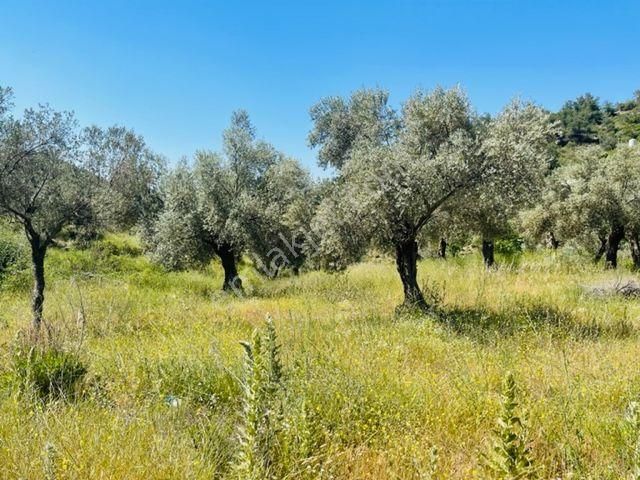 105-bakımlı Yağ Verimi Yüksek Organik Sertifikalı Zeytinlik - Görsel 10