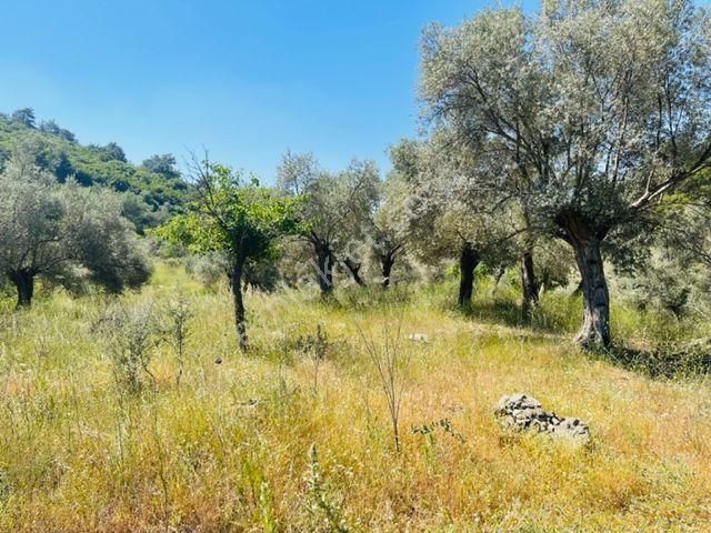 105-bakımlı Yağ Verimi Yüksek Organik Sertifikalı Zeytinlik - Görsel 17