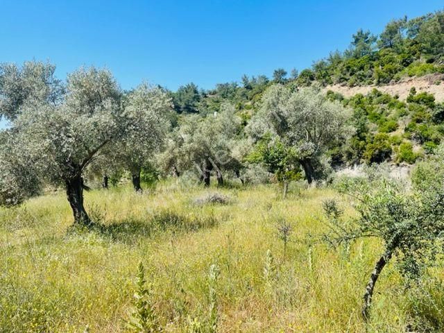 105-bakımlı Yağ Verimi Yüksek Organik Sertifikalı Zeytinlik - Görsel 11