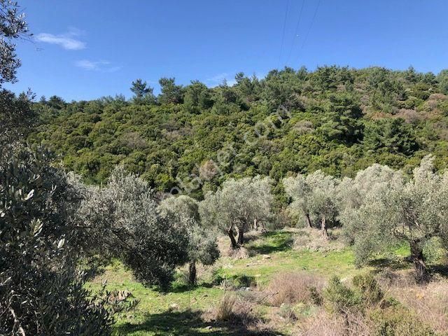 105-bakımlı Yağ Verimi Yüksek Organik Sertifikalı Zeytinlik - Görsel 6