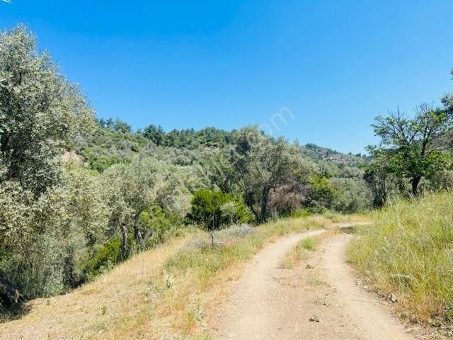 105-bakımlı Yağ Verimi Yüksek Organik Sertifikalı Zeytinlik - Görsel 26