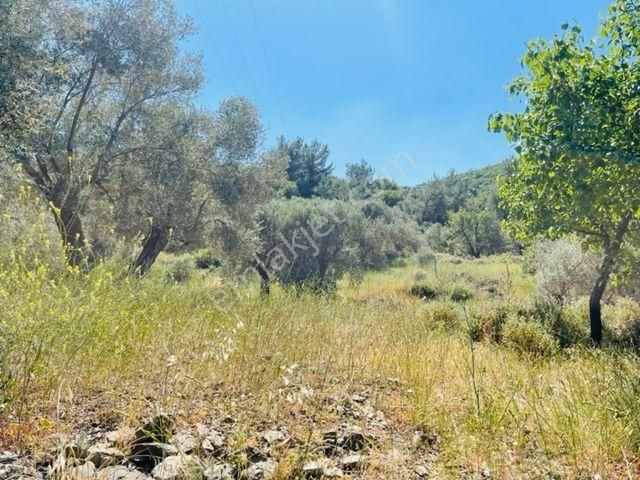 105-bakımlı Yağ Verimi Yüksek Organik Sertifikalı Zeytinlik - Görsel 20