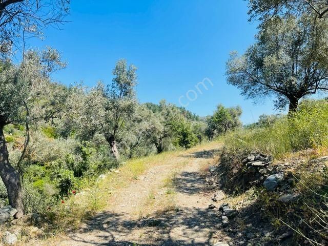 105-bakımlı Yağ Verimi Yüksek Organik Sertifikalı Zeytinlik - Görsel 24