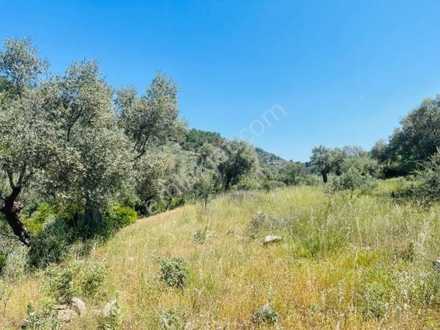 105-bakımlı Yağ Verimi Yüksek Organik Sertifikalı Zeytinlik - Görsel 25