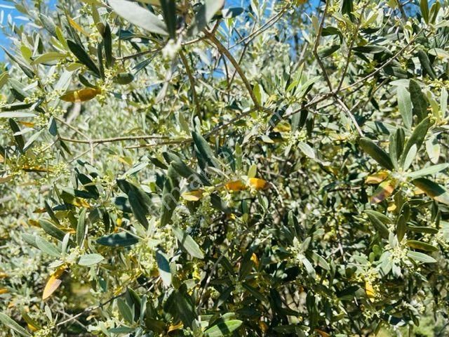 105-bakımlı Yağ Verimi Yüksek Organik Sertifikalı Zeytinlik - Görsel 23