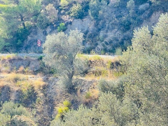 106-baraj Kenarında Asfalt İle Su Arasında Zeytinlik - Görsel 20