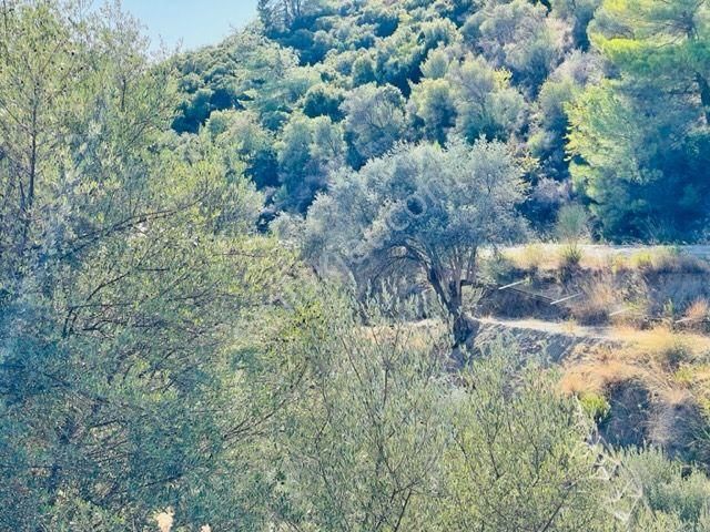 106-baraj Kenarında Asfalt İle Su Arasında Zeytinlik - Görsel 21