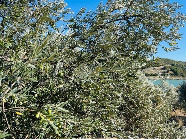 106-baraj Kenarında Asfalt İle Su Arasında Zeytinlik - Görsel 4