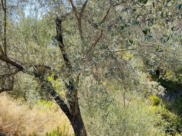 106-baraj Kenarında Asfalt İle Su Arasında Zeytinlik - Görsel 9