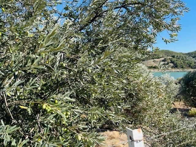 106-baraj Kenarında Asfalt İle Su Arasında Zeytinlik - Görsel 5