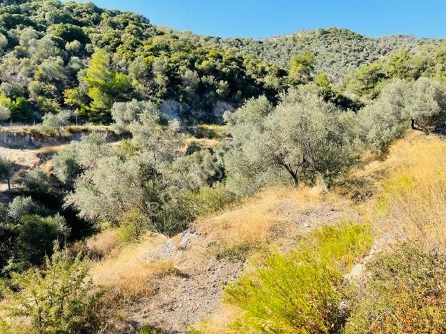 106-baraj Kenarında Asfalt İle Su Arasında Zeytinlik - Görsel 15