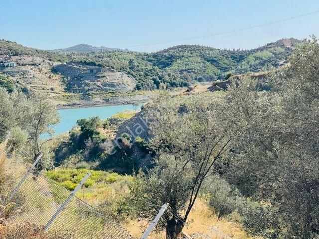 106-baraj Kenarında Asfalt İle Su Arasında Zeytinlik - Görsel 13