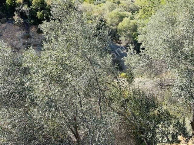 106-baraj Kenarında Asfalt İle Su Arasında Zeytinlik - Görsel 18
