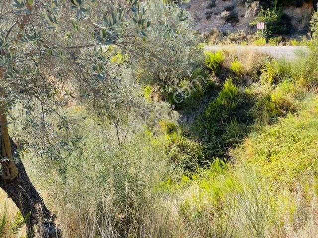106-baraj Kenarında Asfalt İle Su Arasında Zeytinlik - Görsel 10