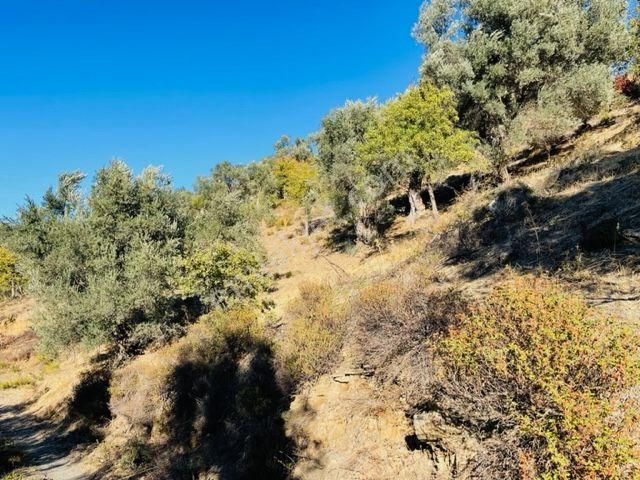 108-bakımlı Verimli Zeytinlik - Görsel 13