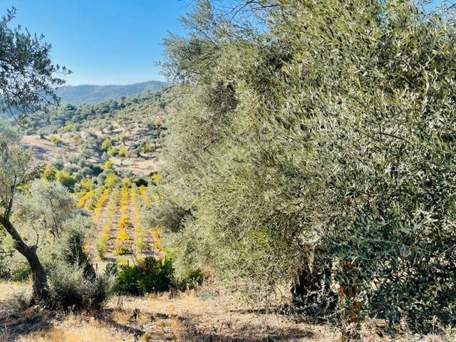 108-bakımlı Verimli Zeytinlik - Görsel 3