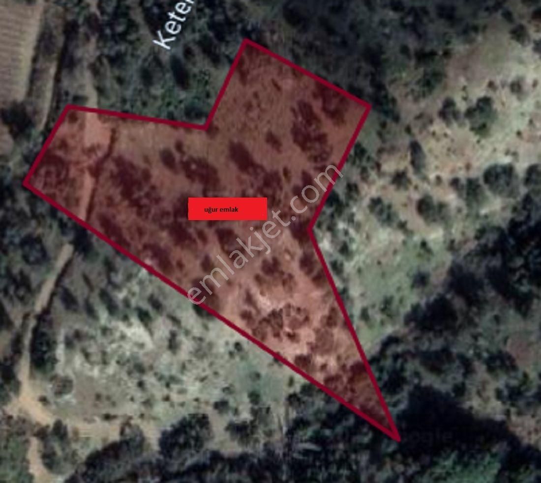 108-bakımlı Verimli Zeytinlik - Görsel 21