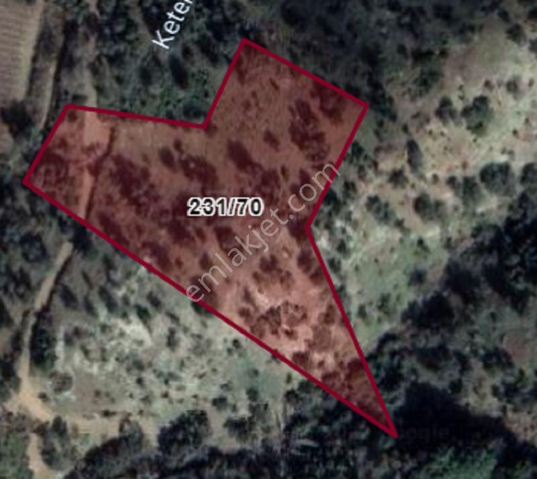 108-bakımlı Verimli Zeytinlik - Görsel 22