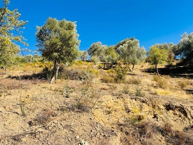 108-bakımlı Verimli Zeytinlik - Görsel 16