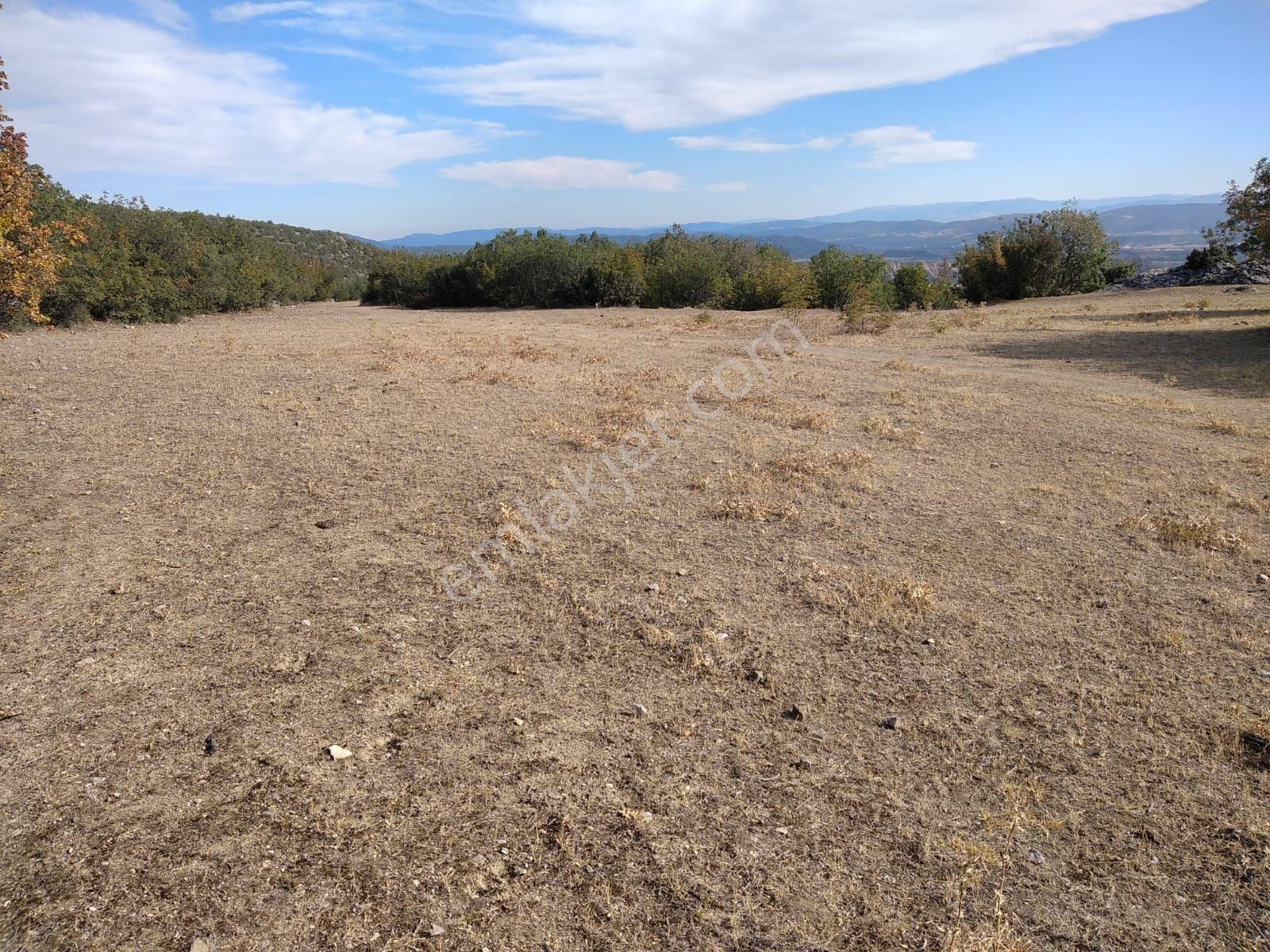 Boyabat Marufalınca Köyü (Merkez) Satılık Tarla SAHİBİNDEN YATIRIMLIK TARLA 8.500 m2