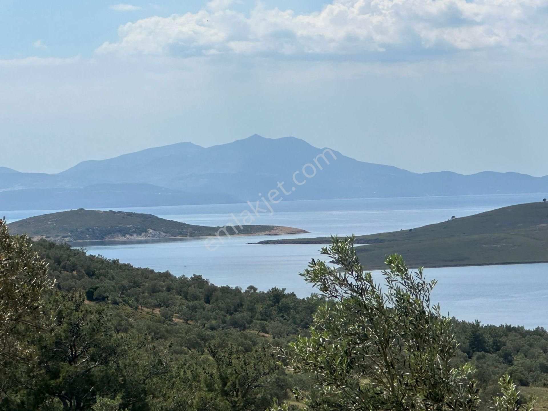 Ayvalık Namık Kemal Satılık Zeytinlik Ayvada'dan Ayvalık Cunda'da Deniz Manzaralı 4 Dönüm Bakımlı Zeytinlik