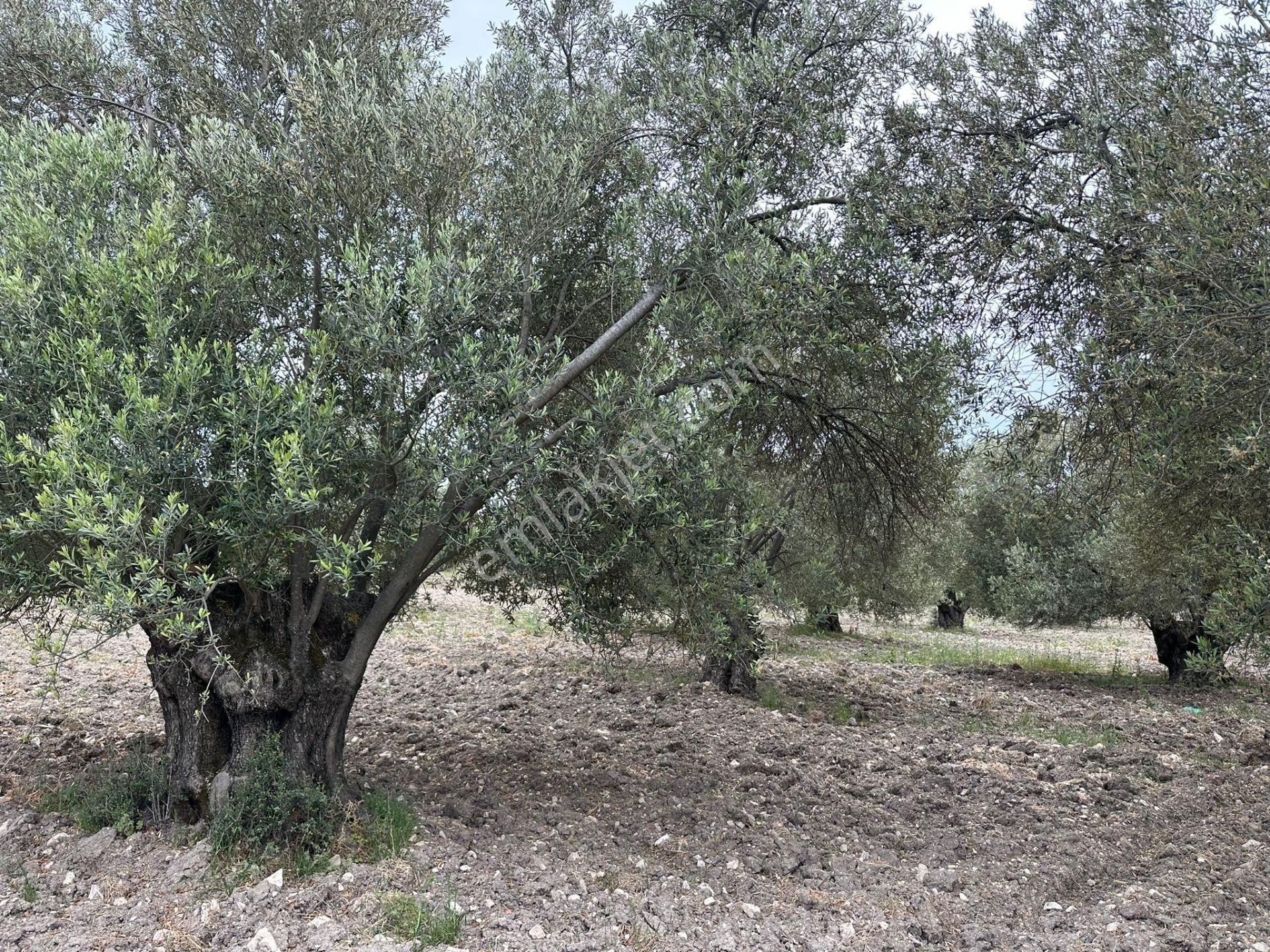 Ayvada'dan Ayvalık Kazımkarabekir 28 Dönüm Bakımlı Zeytinlik - Görsel 2