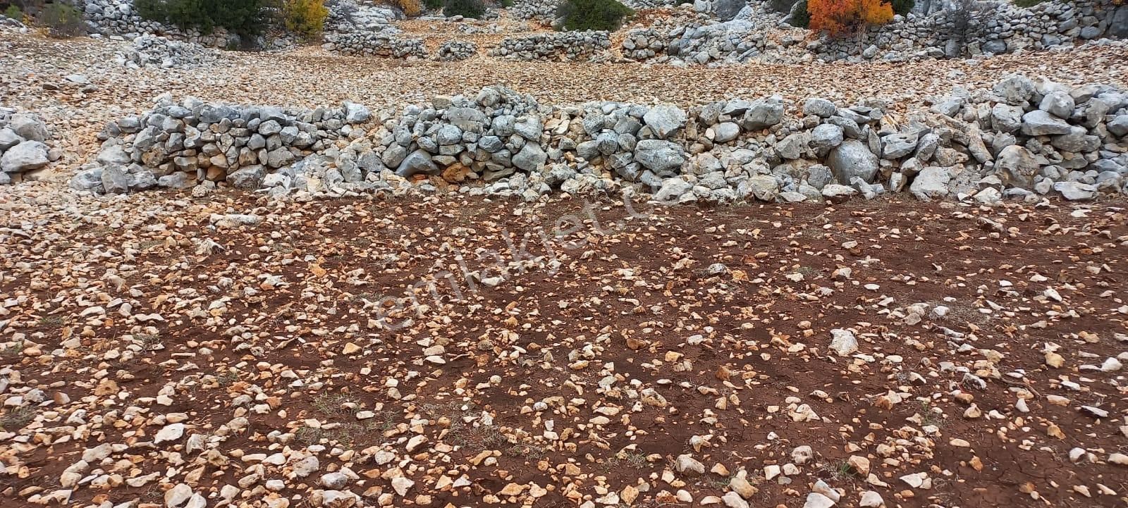 Eskiyörük Köyüne Yakın 20 Dönüm Tarla - Görsel 4