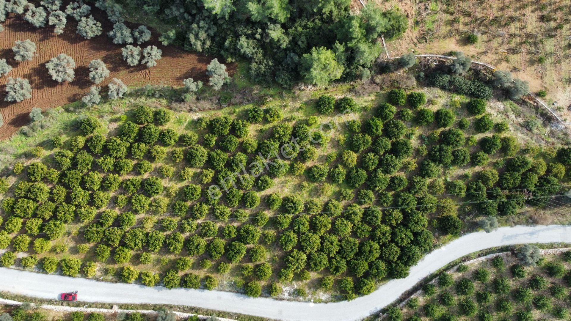 Selçuk Zeytinköy Satılık Tarla  Zeytinköy'de  Kadastral Yola Cepheli Mandalina Bahçesi