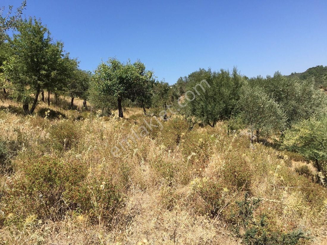 134- Baraj Manzaralı Asfalt Cepheli Tel İle Çevrili Zeytinlik - Görsel 3