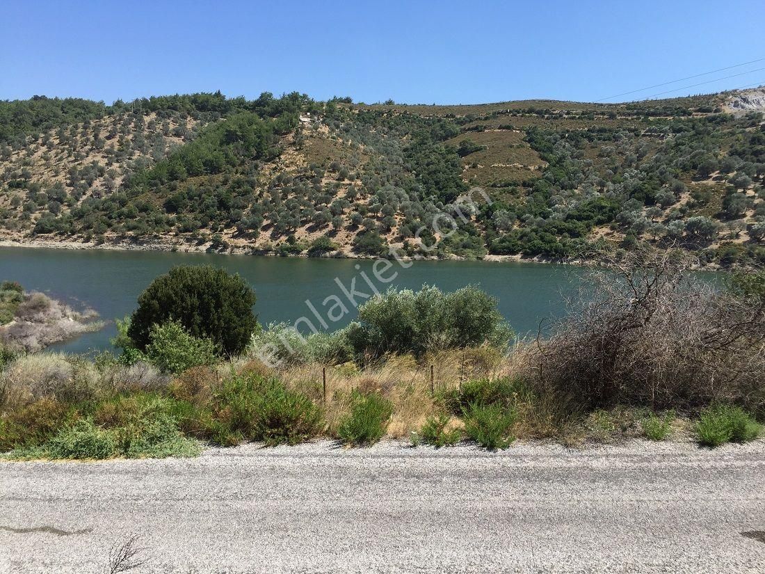 134- Baraj Manzaralı Asfalt Cepheli Tel İle Çevrili Zeytinlik - Görsel 6