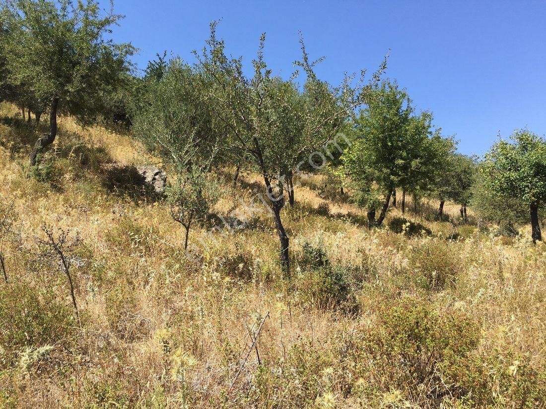 134- Baraj Manzaralı Asfalt Cepheli Tel İle Çevrili Zeytinlik - Görsel 9