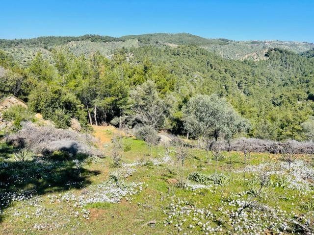 151-baraj Ve Deniz Manzaralı Ormana Cepheli Resmi Yollu Zeytinlik - Görsel 20