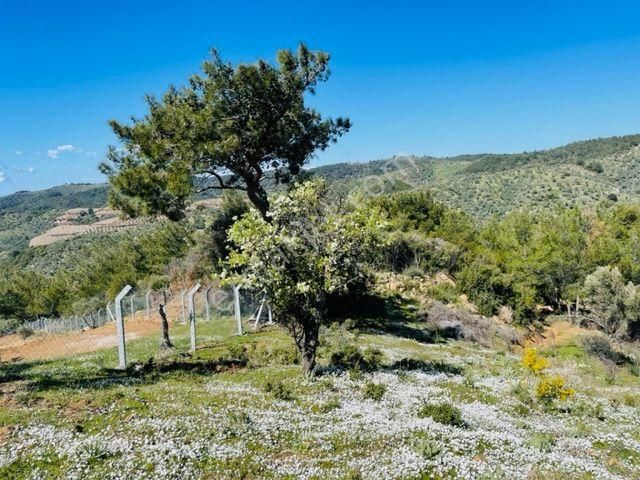 151-baraj Ve Deniz Manzaralı Ormana Cepheli Resmi Yollu Zeytinlik - Görsel 14