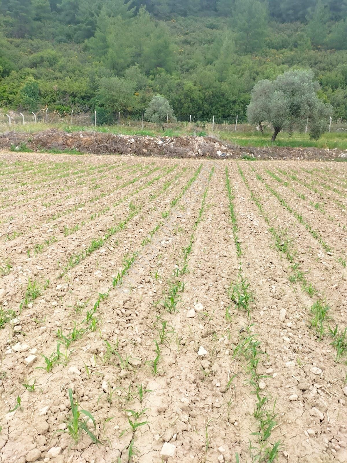 Milas Kuzyaka Satılık Tarla Satilik arsa  harika bir firsat!