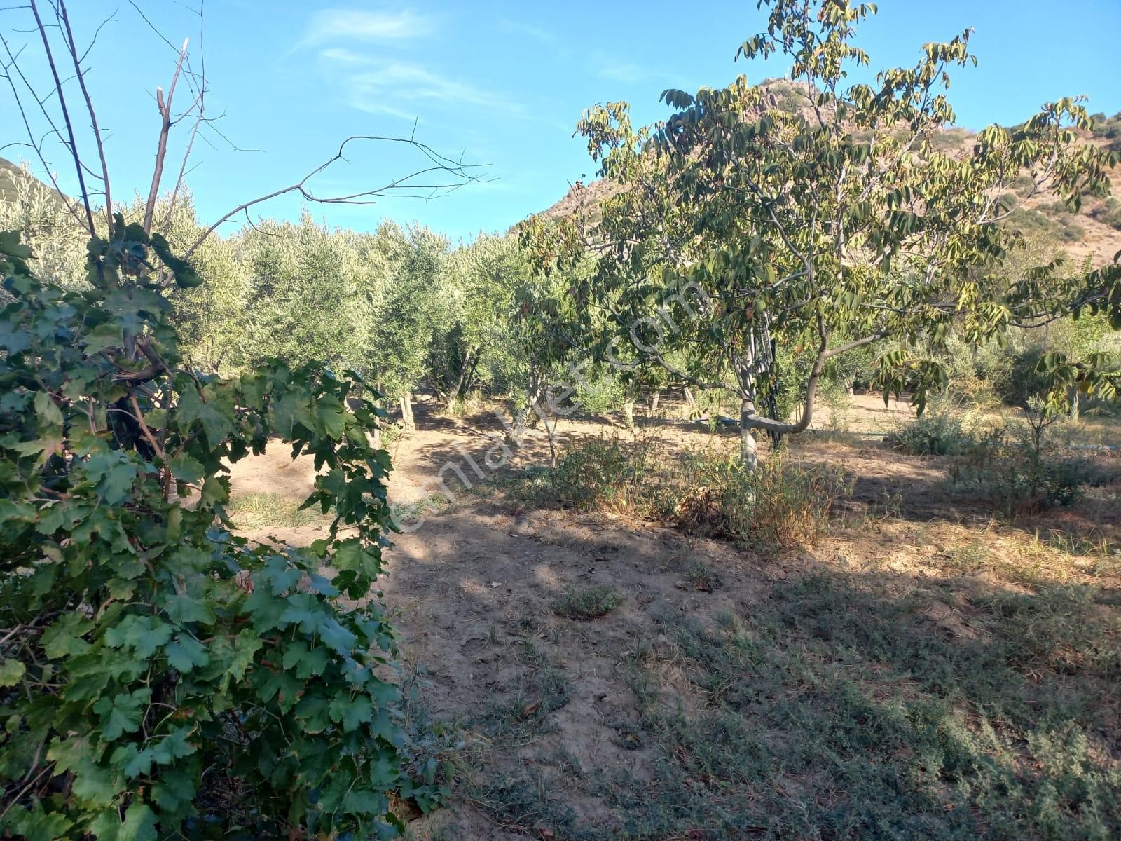 Menemen Ayvacık Satılık Tarla  Okkalı Emlak tan Menemen Ayvacık ta Satılık Bahçe