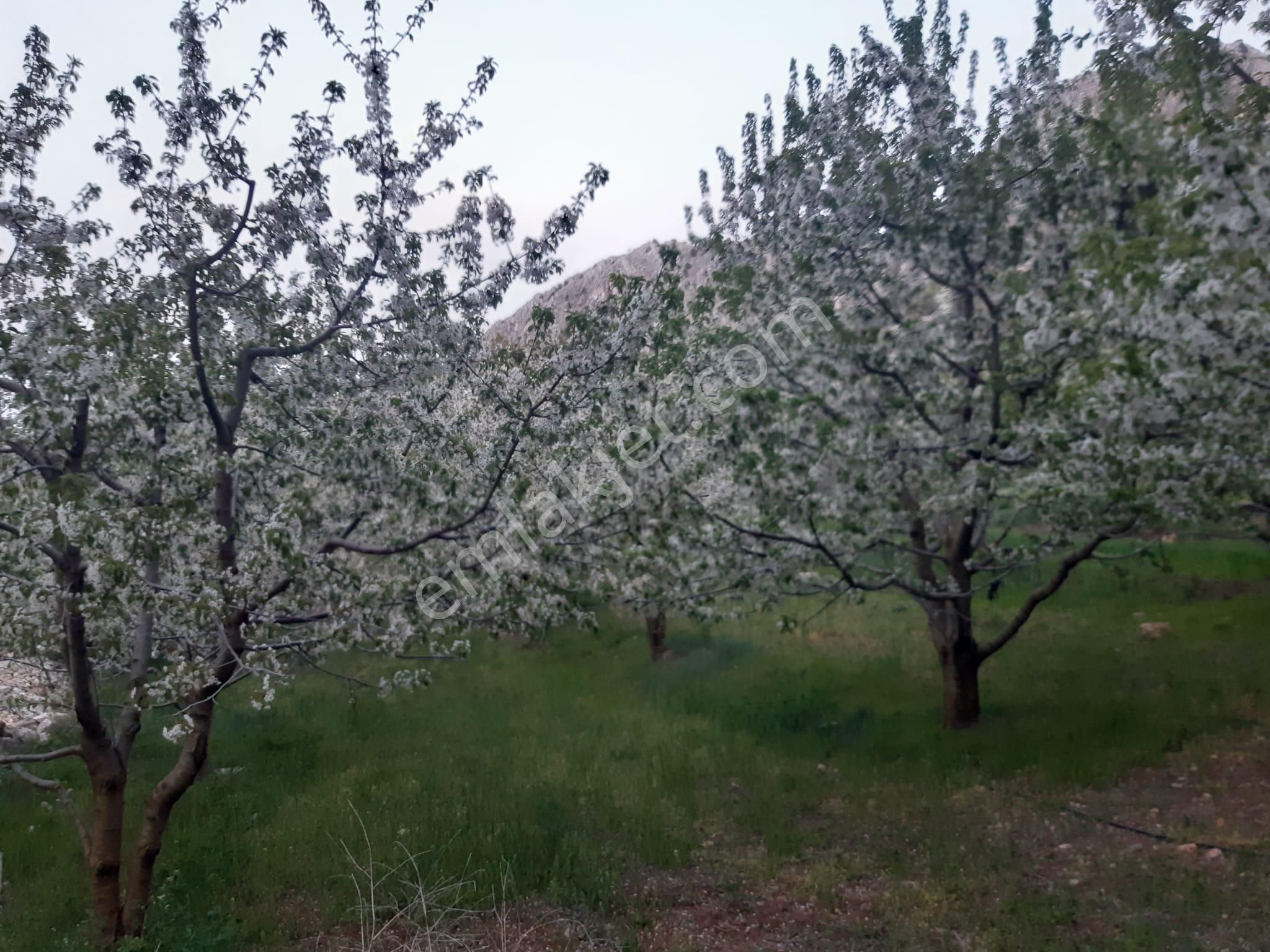Asya Evim Gayrimenkulden Yeşilbaşköyde Satılık Hobi Bahçesi - Görsel 15
