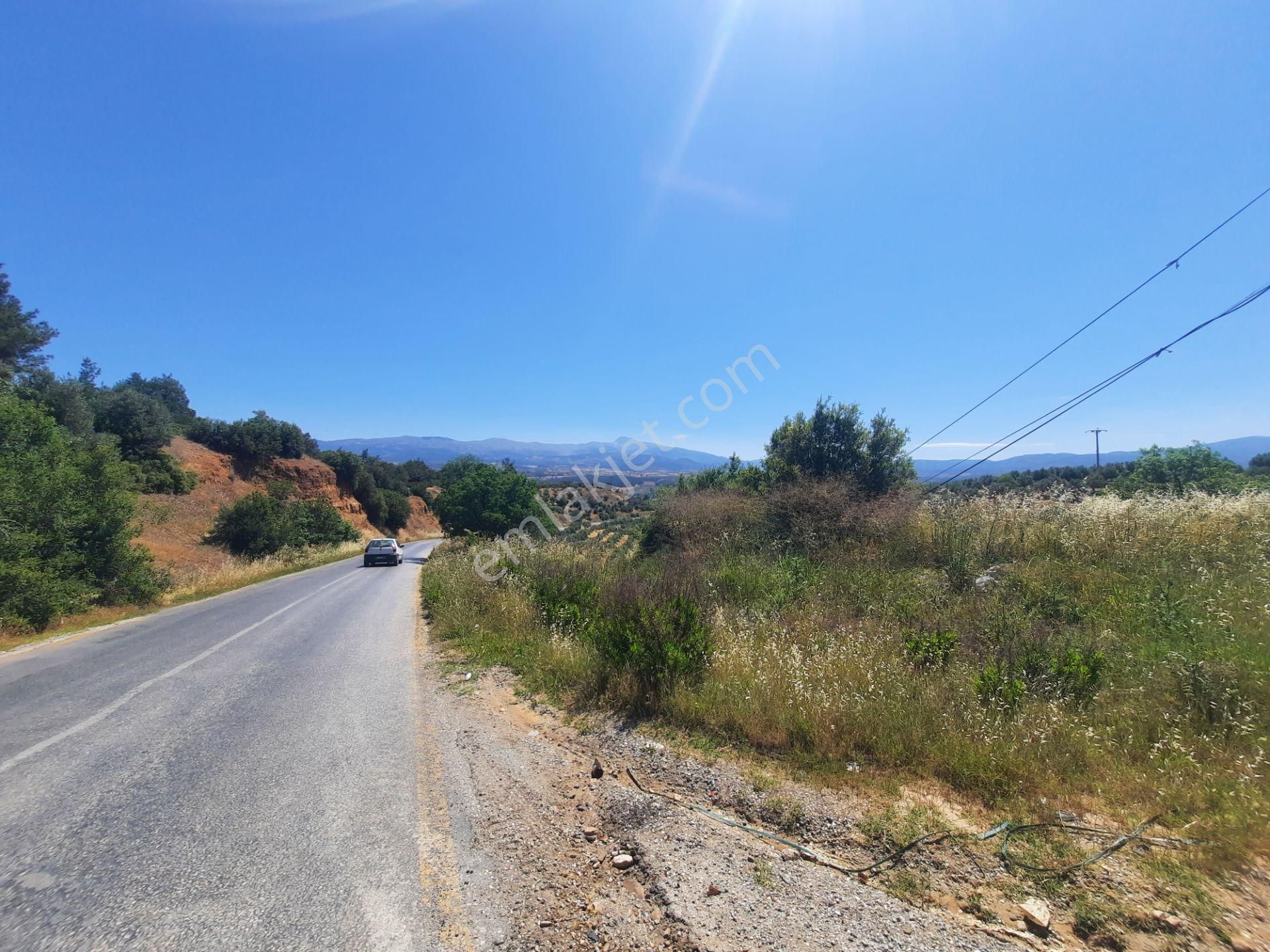 Karacasu Tavas Asfalt Yola Cepheli, Yatırımlık Zeytinlik.. - Görsel 8