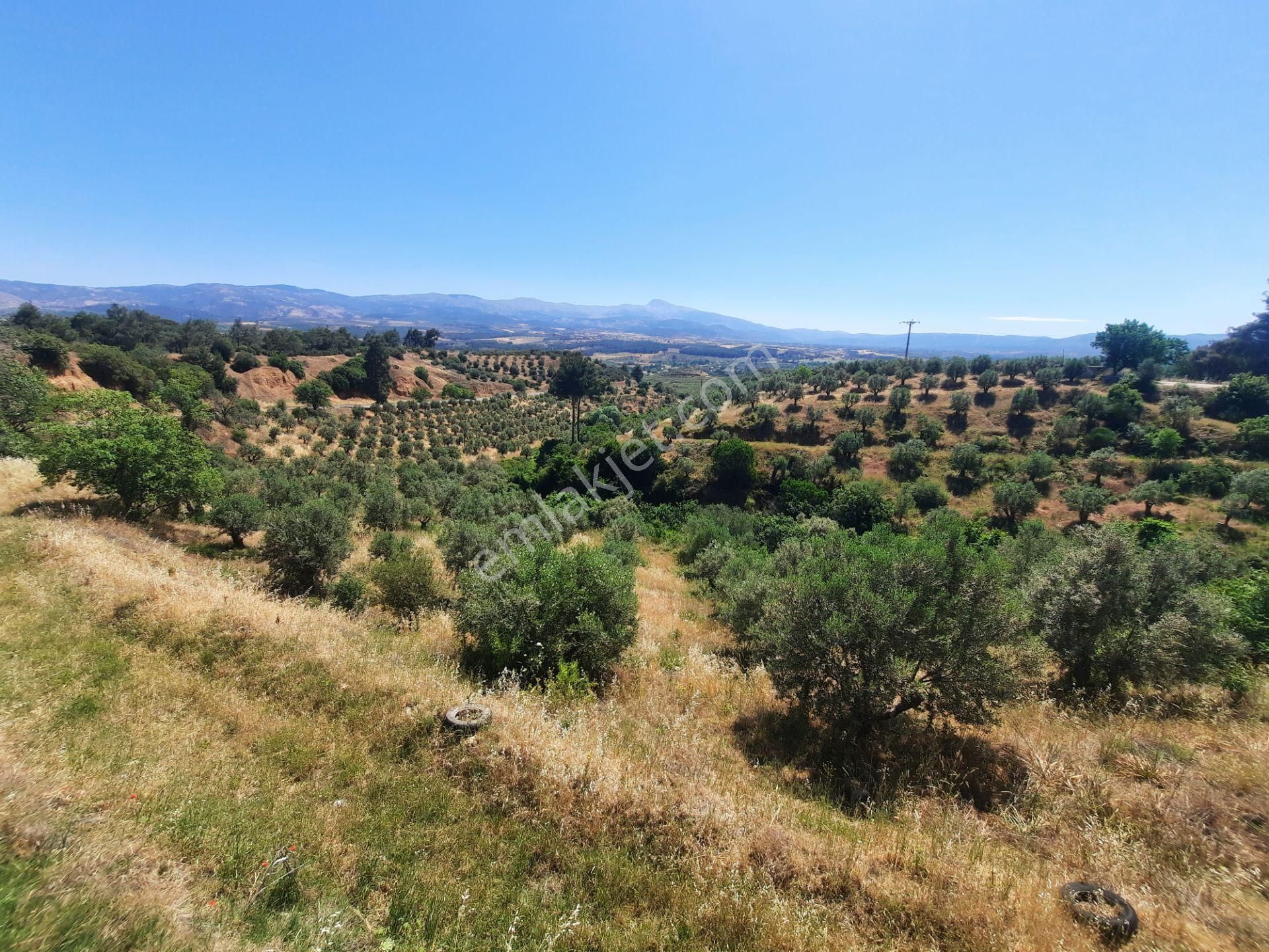 Karacasu Yaylalı Satılık Zeytinlik  Karacasu Tavas asfalt yola cepheli, yatırımlık zeytinlik..