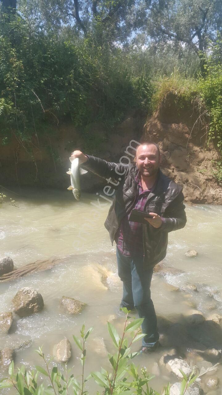 Orhangazi Sölöz Satılık Zeytinlik  Bursa Orhangazi Sölöz Mahallesinde Satılık Dere Kenarı Harika Zeytinlik