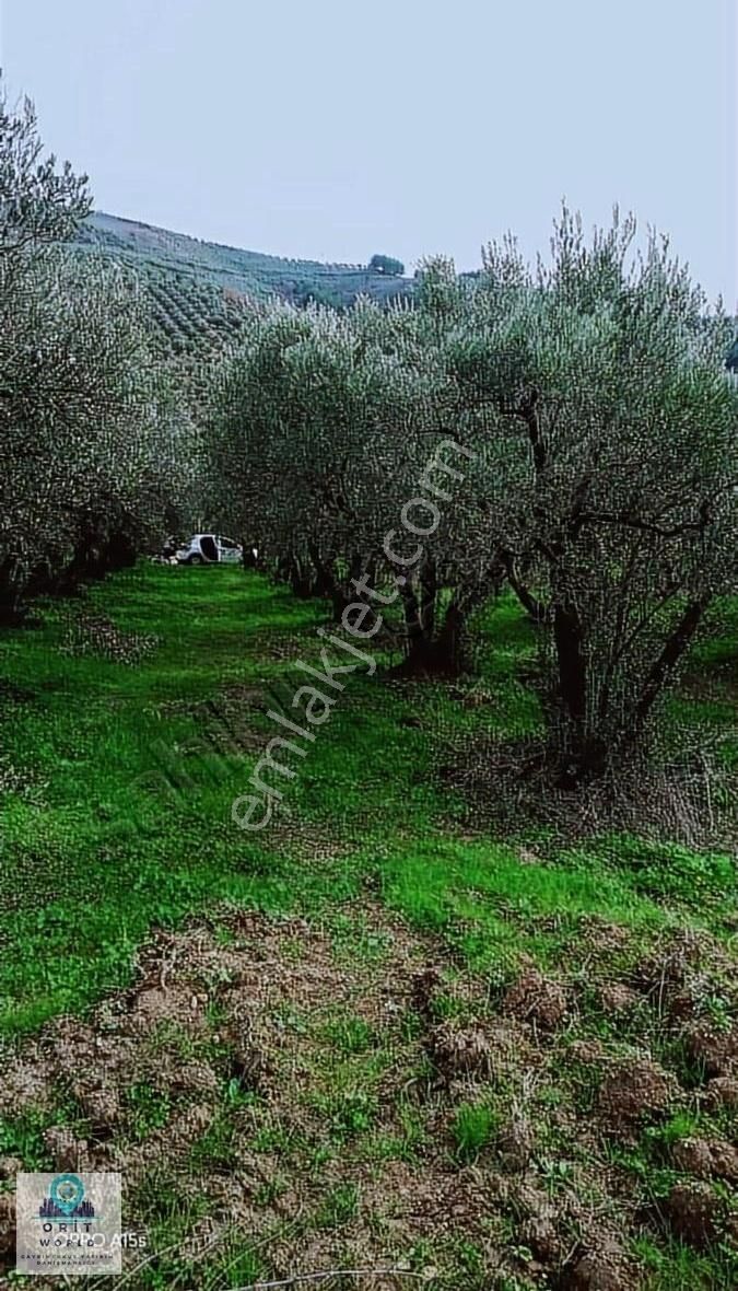 Mudanya İpekyayla Satılık Ticari İmarlı ÎPEKYAYLADA 1350m2 HOBÎ BAHCESÎ TARZI TEK TAPU SATILIK TARLA