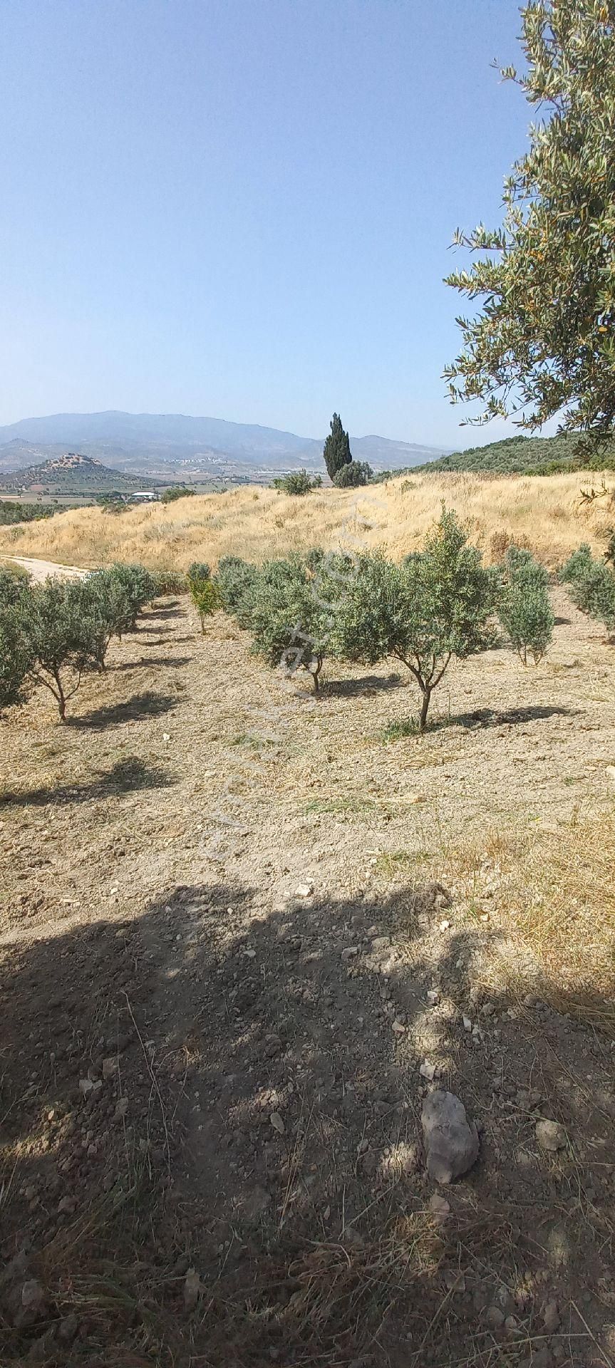 Bergama Eğrigöl Satılık Zeytinlik Satılık müstakiltapu arsa 