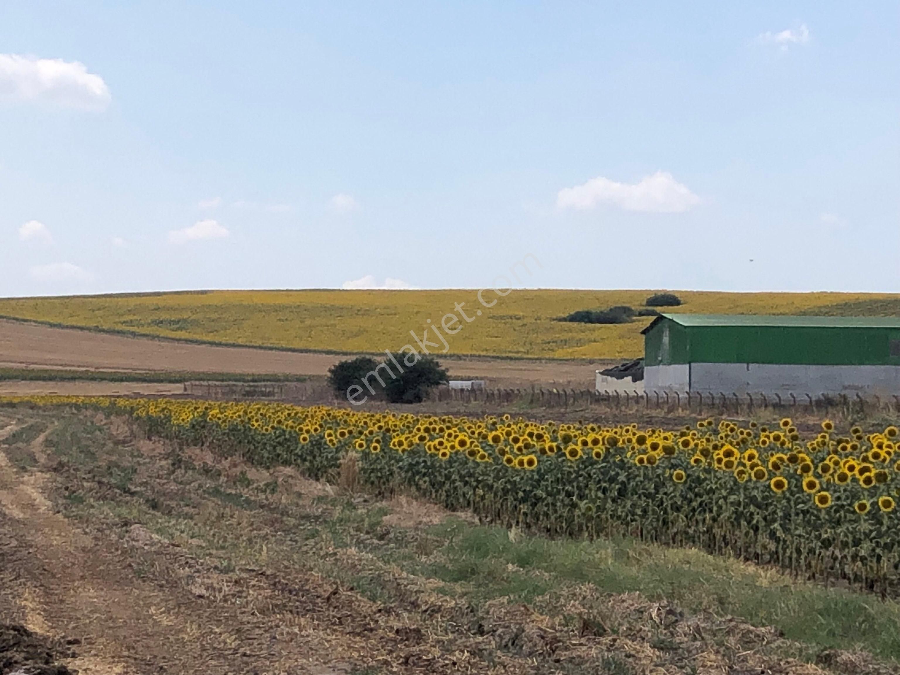 Babaeski Yeniköy Köyü Satılık Tarla Babaeski Yeniköy Köye Yürüme Mesafesinde İmara Açık Özel Parsel