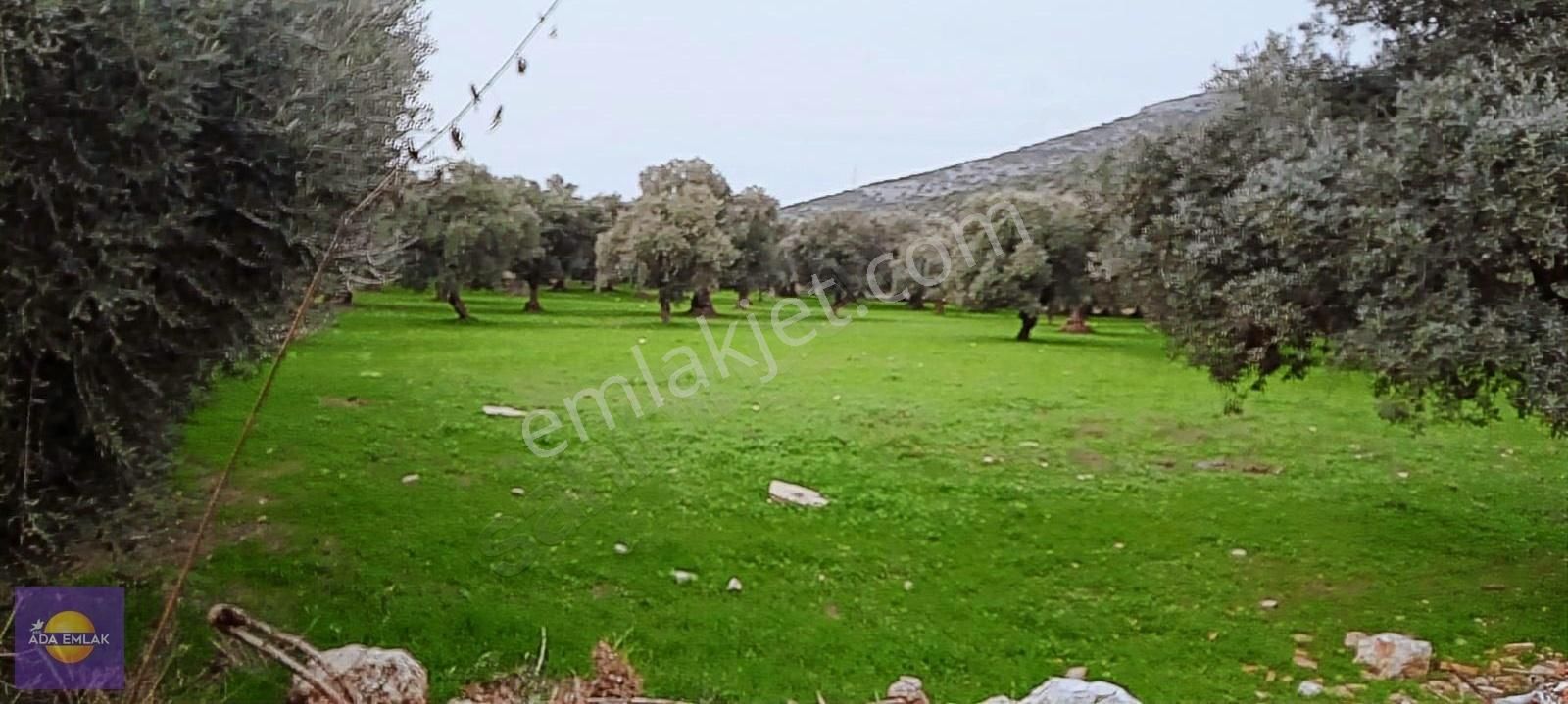 Kuşadası Bayraklıdede Satılık Konut İmarlı Kuşadası Bahçecik Boğazında Satılık İmar İçinde Arazi