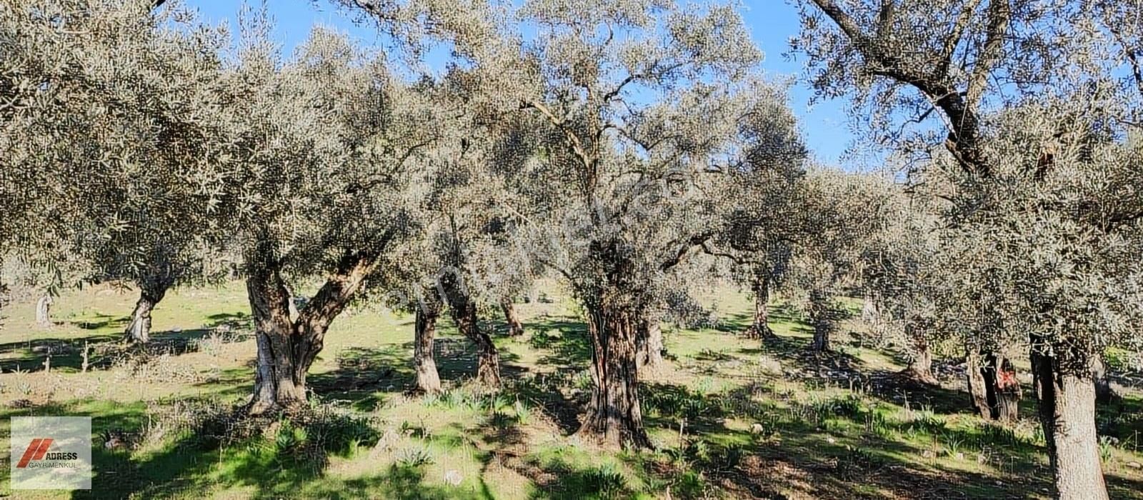 Milas Kafaca Satılık Zeytinlik Milas Kafaca Satılık Zeytinlik