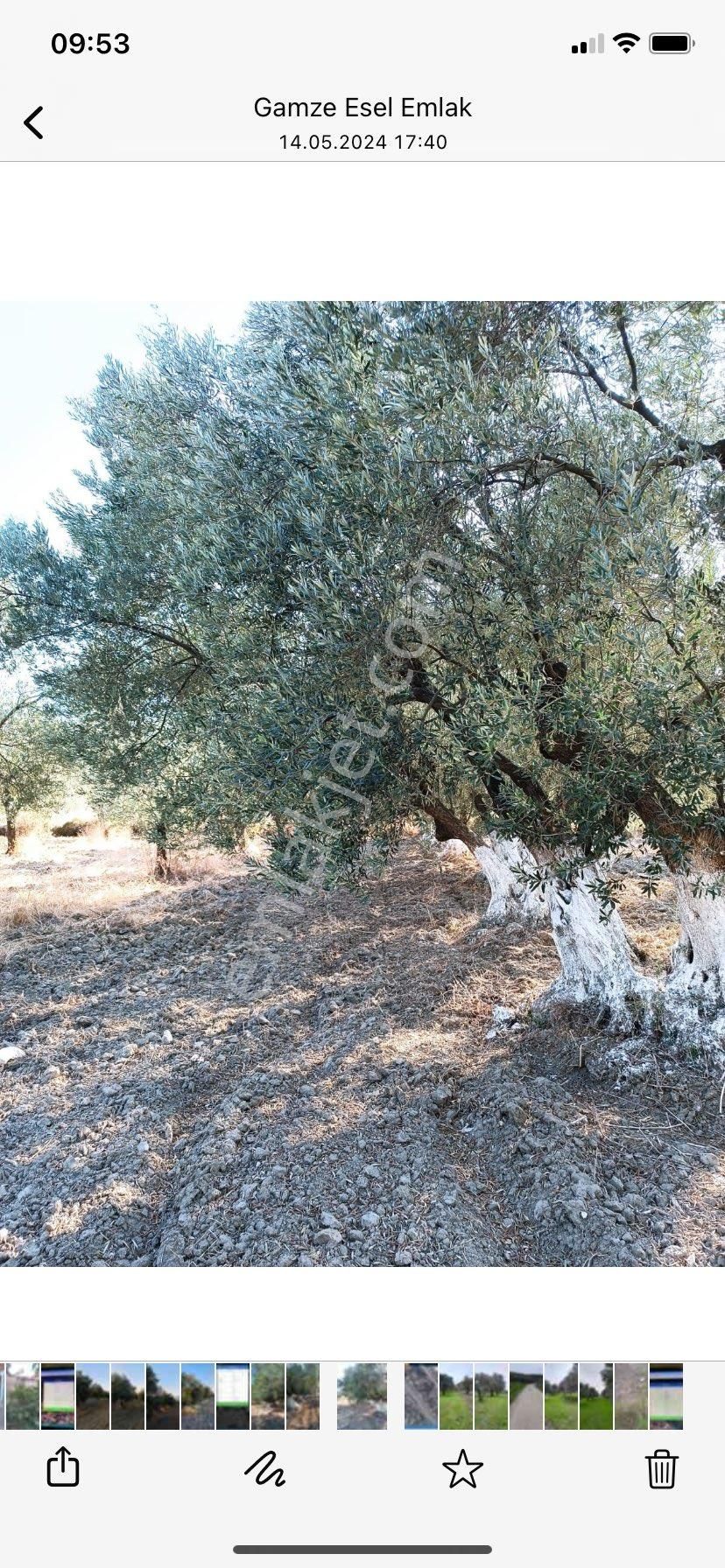 Kırkağaç Bakır Satılık Zeytinlik SEDA GAYRİMENKUL’DEN MANİSA/KIRKAĞAÇ/ BAKIR MAHALLESİ’NDE YOL ÜZERİ SATILIK ZEYTİN BAHÇESİ