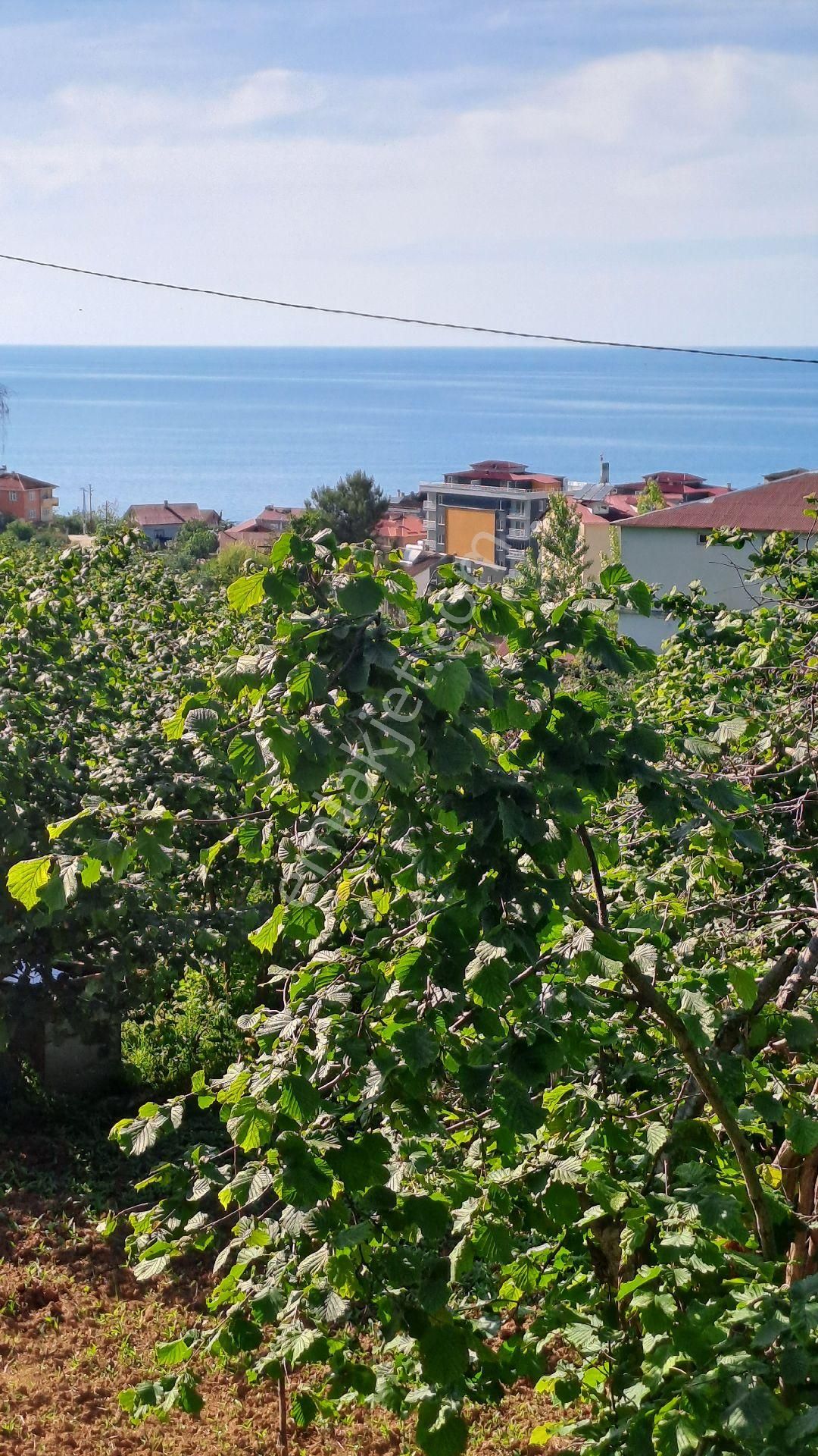 Keşap Bozkurt Satılık Bağ & Bahçe KADIOĞLU EMLAK GAYRİMENKUL GİRESUN KEŞAP MERKEZ ORTA OKUL MEVKİ SATILIK PARSELLİ ARSA 