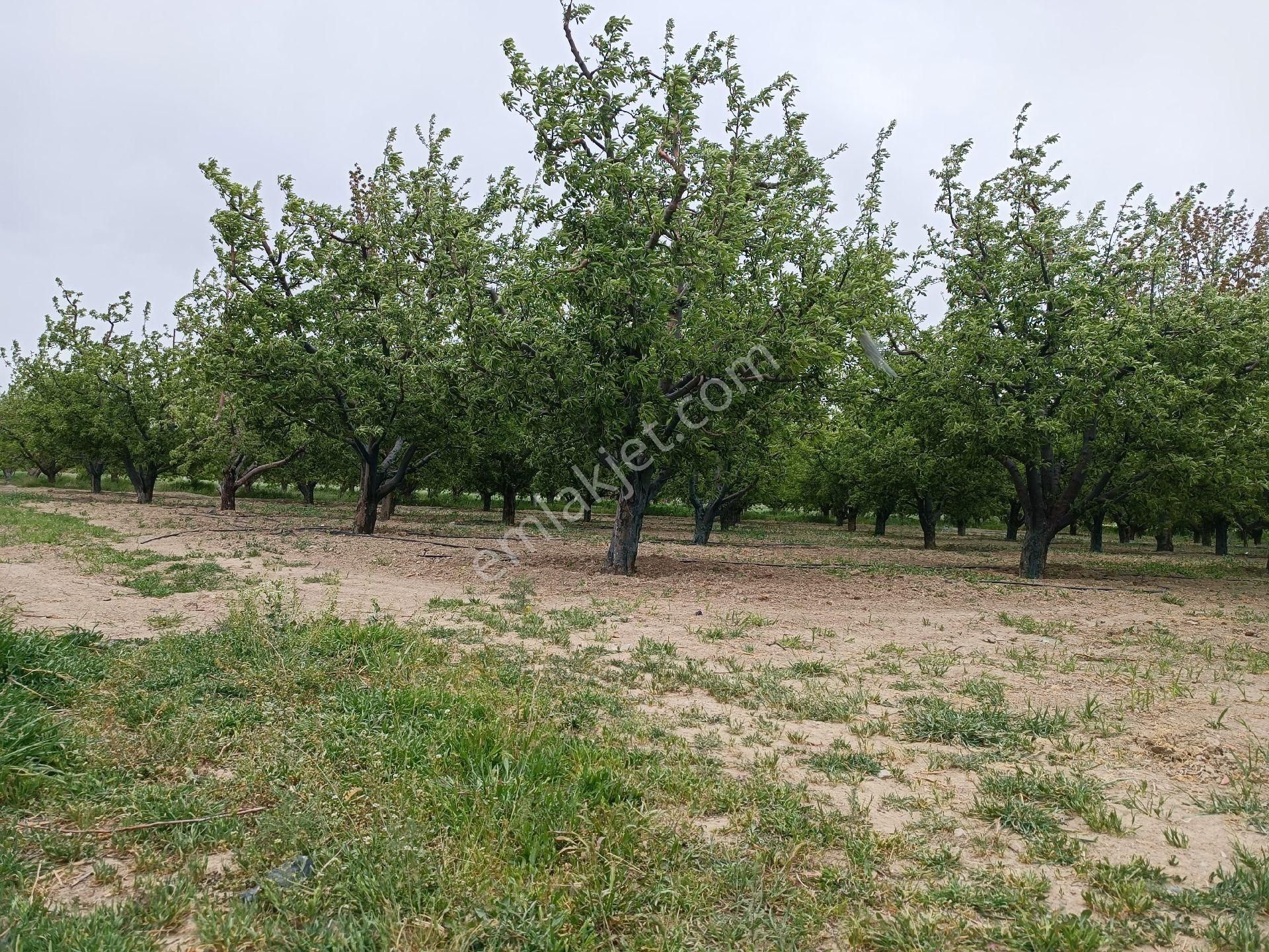 Şarkikaraağaç Camikebir Satılık Bağ & Bahçe Şarkikaraağaç Camiikebir mahallesi satılık elma bahçesi 