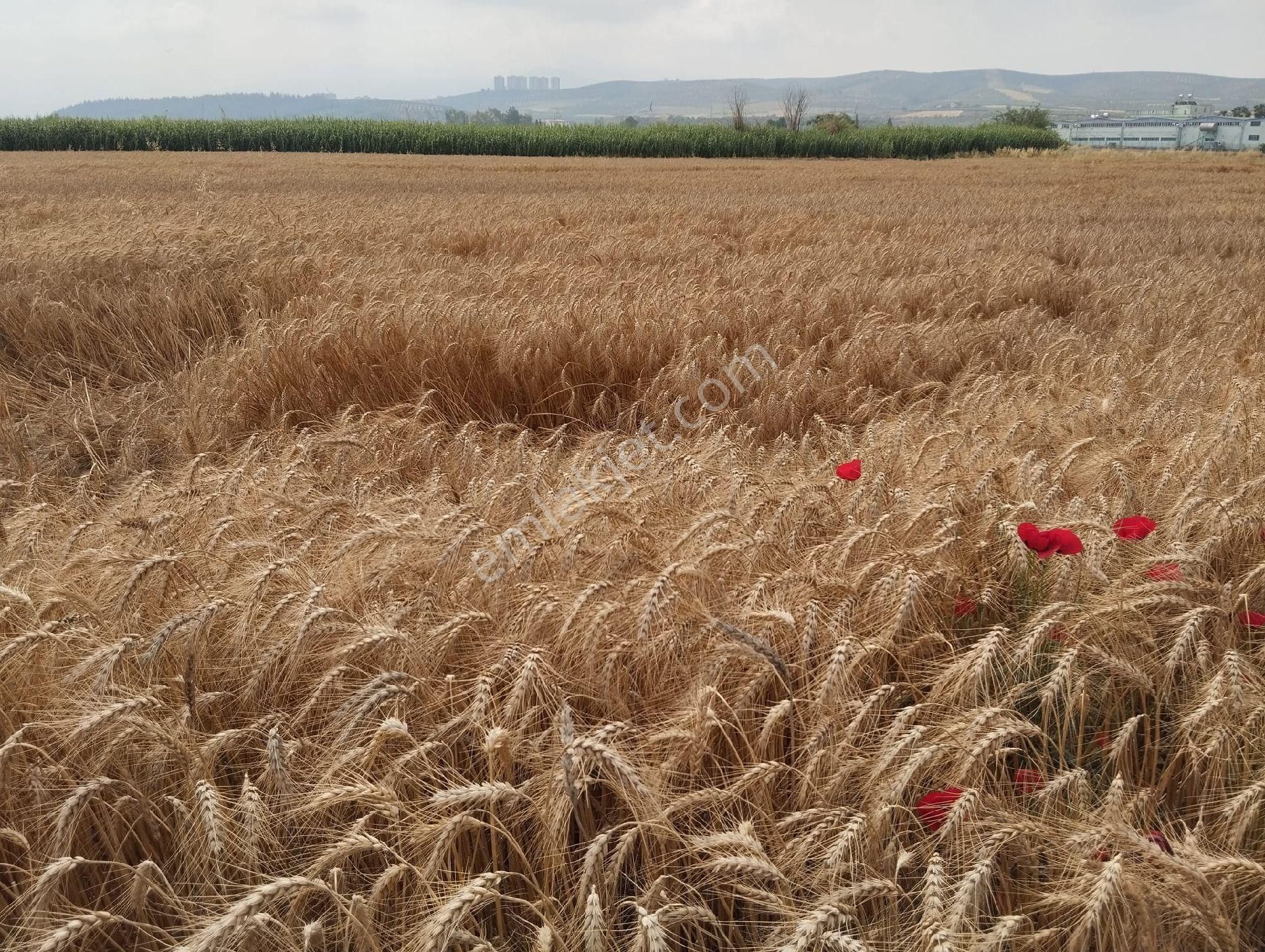 Toprakkale Tepe Satılık Tarla TOPRAKKALE TEPE MAHALLESİNDE SANAYİ İMARLI ARSA